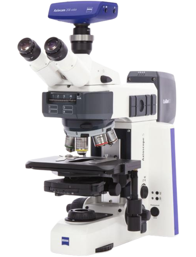 upright microscope